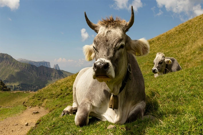 A cow wearing cowbell and lying on a hill