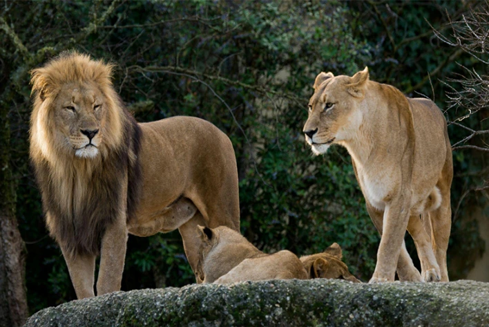 View of Basel Zoo in Switzerland, showcasing Lion and Lioness