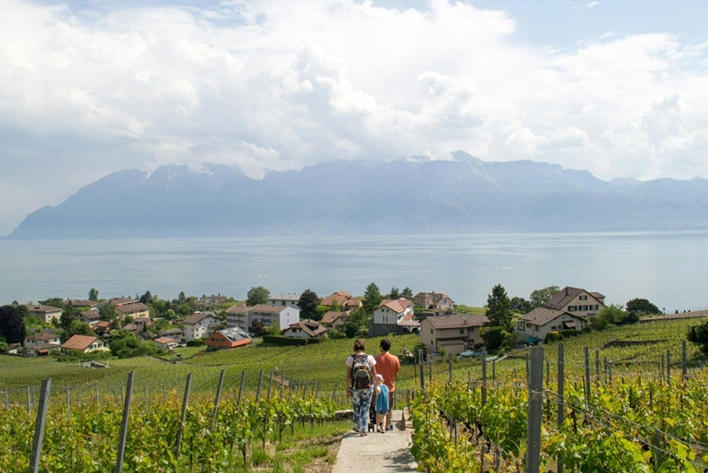 Beautiful terraced vineyards of Lavaux, Switzerland, overlooking Lake Geneva, showcasing rows of grapevines with stunning views of the water and surrounding mountains.